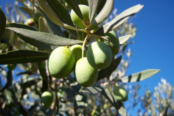 Los olivos de Finca Valonga (2)