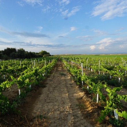 Viñedos Finca Valonga