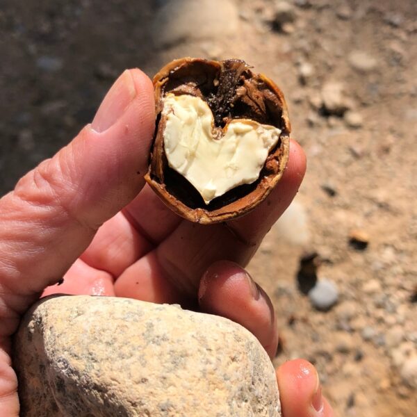 Large caliber Finca Valonga walnut split in half